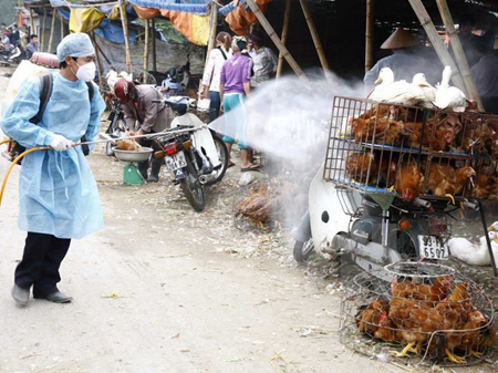 Phun thuốc khử trùng tiêu độc khu vực buôn bán gia cầm tại chợ.